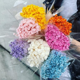 不凋繁星花 全色系