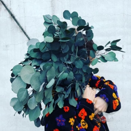 不凋大圓葉尤加利 綠色